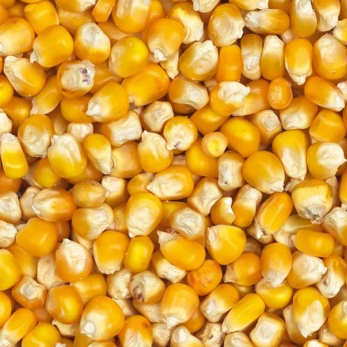 Eurital Yellow Crisbs Mais 5 kg für Tauben, Hühner, Geflügel und Wildvögel von Eurital