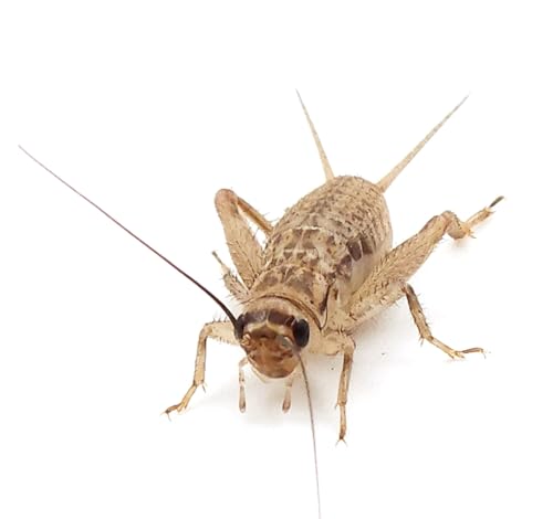 Eurocrickets Heimchen lebend, Größe 1 (3–5 mm), Mini Packung 150 Stück – Futterinsekten für Reptilien, Vögel & Amphibien von Eurocrickets