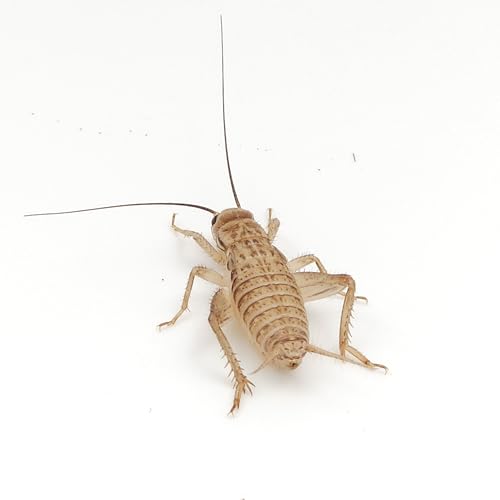 Eurocrickets Heimchen lebend, Größe 2 (6–7 mm) klein, Midi Packung 250 Stück – Futterinsekten für Reptilien, Vögel & Amphibien von Eurocrickets