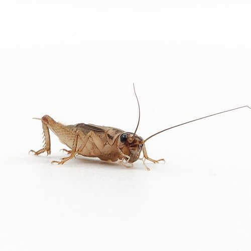 Eurocrickets Heimchen lebend, Größe 4 (12–14 mm), Mini Packung 60 Stück – Futterinsekten für Reptilien, Vögel & Amphibien von Eurocrickets