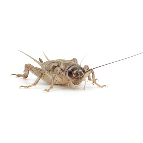 Eurocrickets Heimchen lebend, Größe 6 (19–22 mm), Mini Packung 50 Stück – Futterinsekten für Reptilien, Vögel & Amphibien von Eurocrickets
