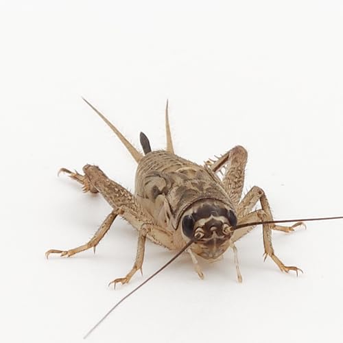 Eurocrickets Heimchen lebend, Größe 6 (19–22 mm) subadult, Midi Packung 250 Stück – Futterinsekten für Reptilien, Vögel & Amphibien von Eurocrickets