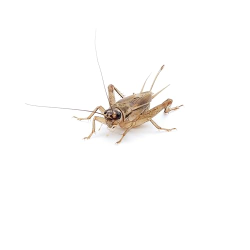 Eurocrickets Heimchen lebend, Größe 7 (23–25 mm), Mini Packung 40 Stück – Futterinsekten für Reptilien, Vögel & Amphibien von Eurocrickets