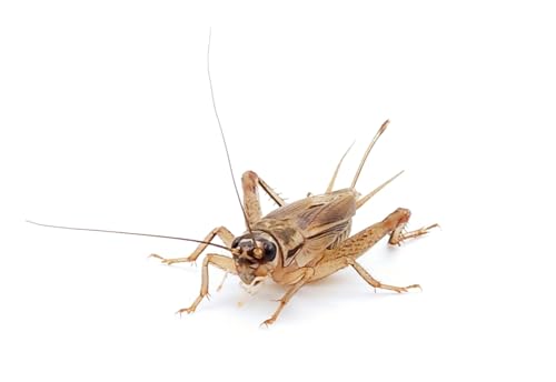 Eurocrickets Lebende Heimchen, Größe Extra Groß, 1000er Großpackung Futterinsekten Heimchen lebend Eurocrickets Lebende Heimchen, Größe Extra Groß, 1000er Großpackung Futterinsekten Heimchen lebend von Eurocrickets