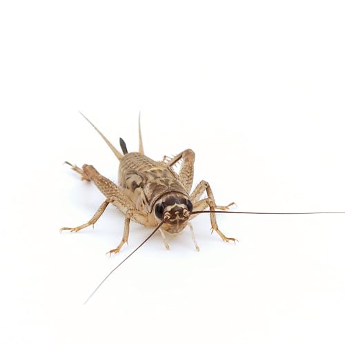 Eurocrickets Lebende Heimchen, Größe Groß, 1000er Großpackung Futterinsekten Heimchen lebend Eurocrickets Lebende Heimchen, Größe Groß, 1000er Großpackung Futterinsekten Heimchen lebend von Eurocrickets