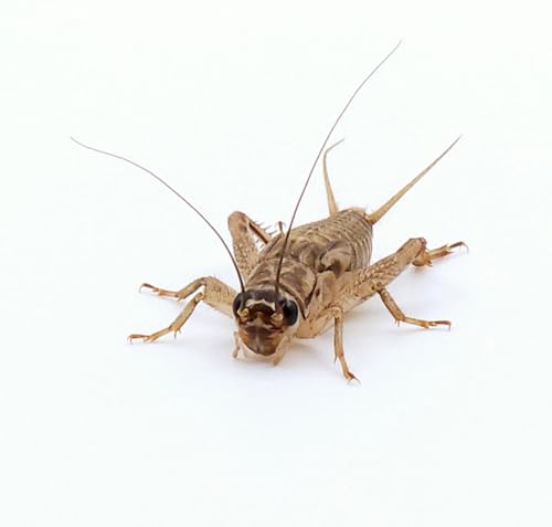 Eurocrickets Lebende Heimchen, Größe Mittel, 1000er Großpackung Futterinsekten Heimchen lebend von Eurocrickets