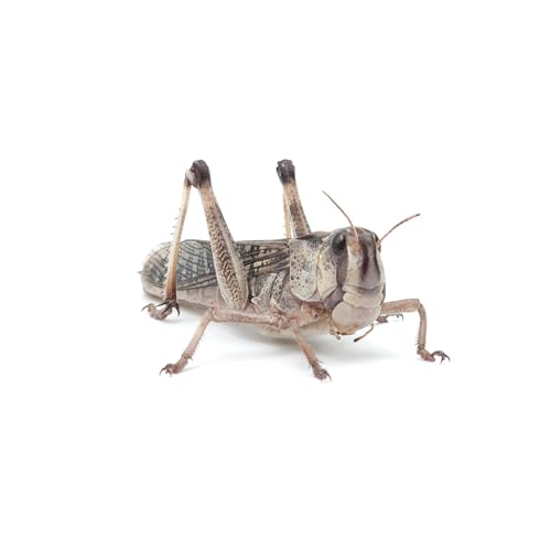 Eurocrickets Locusts, Lebende Wanderheuschrecken (Locusta migratoria), Größe Groß, 100er Großpackung Futterinsekten Heuschrecken lebend von Eurocrickets