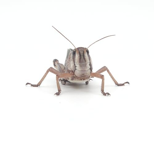 Eurocrickets Locusts, Lebende Wanderheuschrecken (Locusta migratoria), Größe SUBADULT, 100er Großpackung Futterinsekten Heuschrecken lebend von Eurocrickets