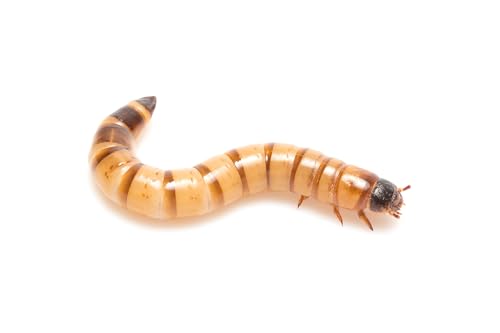 Eurocrickets Mehlwürmer 500g lebend, frisch erwachsen, Futterinsekten lebend, Futtertiere für Reptilien, Vogelfutter, Fischfutter, Igelfutter, Reptilienfutter (500G) Tenebrio Molitor von Eurocrickets