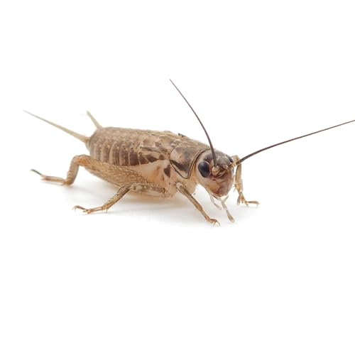 Eurocrickets lebende Heimchen, Größe klein, 1000er Großpackung Futterinsekten Heimchen lebend Eurocrickets lebende Heimchen, Größe klein, 1000er Großpackung Futterinsekten Heimchen lebend von Eurocrickets
