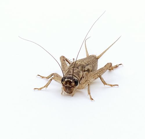 Eurocrickets lebende Heimchen, Größen Mix 3-14mm, 400ml, über 1000 Stück Großpackung Futterinsekten Heimchen lebend, Futtertiere für Reptilien von Eurocrickets
