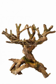 Aqua Della Bonsai Brown - Drachenbaum von Europet