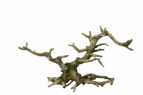 Aqua Della Bonsai Grey - Drachenbaum von Europet