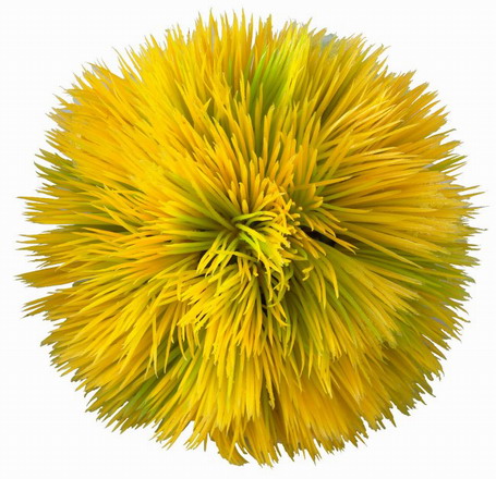 Plant Ball - yellow - ca. 11 x 11 x 11 cm von Europet
