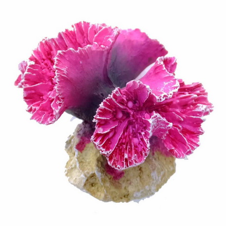 Violette Steinkoralle, Symphyllia Coral S, Klein ca. 9,5 x 7,7 x 7 cm von Europet