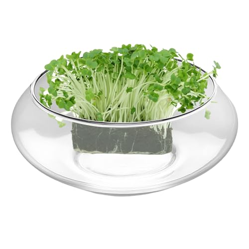 Eventerde Glas Aquarium Schale,Großer Pflanzkübel für Sukkulenten | Klare Schale Für Hydrokultur Zimmerpflanzen Bonsai Sukkulenten Tischdekoration Eventerde Glas Aquarium Schale,Großer Pflanzkübel für Sukkulenten | Klare Schale Für Hydrokultur Zimmerpflanzen Bonsai Sukkulenten Tischdekoration von Eventerde