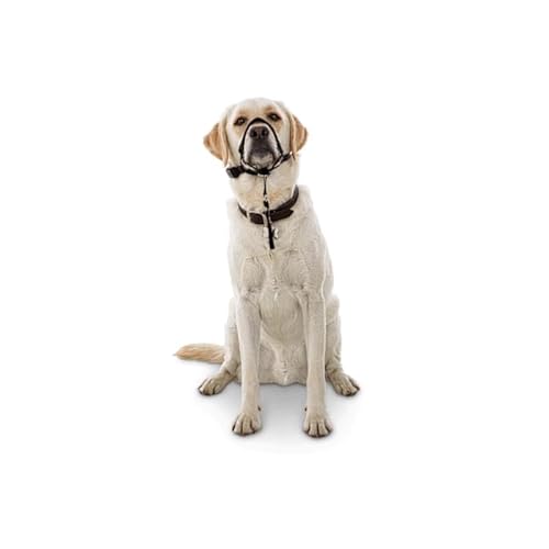 EveryYay Head of The Class Halfter für Hunde, Größe L EveryYay Head of The Class Halfter für Hunde, Größe L von EveryYay