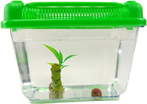 Evil Wear Schnecken Set Wasser Aquarium mit Pflanze 2Stk Mini Schnecke (TF2) von Evil Wear