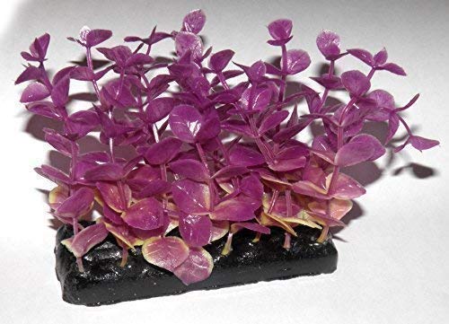 Kunststoffpflanze Alternathera reinecki 8cm rot / Wasserpflanze Aquarium Künstliche Pflanze von Evolution