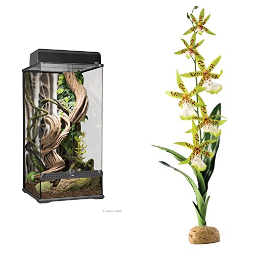 Exo Terra Terrarium aus Glas, mit einzigartiger Front Belüftung + Spinnen Orchidee, künstliche naturgetreue Pflanze für Terrarien von Exo Terra