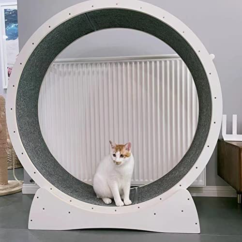 Katzenlaufrad Großes Laufrad für Katzen – Katzenrad aus Massivholz für Drinnen Katzen, Sicherheits Katzen Laufrad mit Schloss und Minimiertem Spaltdesign,White-L Katzenlaufrad Großes Laufrad für Katzen – Katzenrad aus Massivholz für Drinnen Katzen, Sicherheits Katzen Laufrad mit Schloss und Minimiertem Spaltdesign,White-L von ExoticaBlend