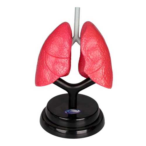 F Fityle Modell des Atmungssystems, Lehrmodell, interaktives pädagogisches Modell der menschlichen Lunge, Organmodell für die Feinmotorik im Vorschulalter von F Fityle
