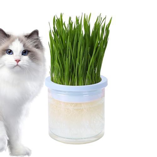 FASSME Katzengras-Pflanzgefäß für Indoor-Katzen, transparenter Hydrokultur-Katzengrasbecher – Haustier-Zubehör, Keimschale, einfach zu züchten, für Innen- oder Außenkatzen, verhindert Haarbälle und von FASSME