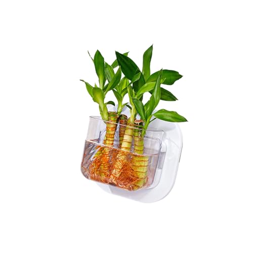 Transparente Fischtanks Hydroponische Pflanzerwandmorborte Für Fischtanks Für Hydroponische Pflanzen Und Dekoration von FGDTREE