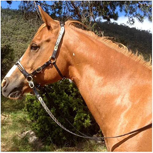 English Horse Trensenzaum – Verstellbare Reithalfter aus Leder – für Pferde, Pferde, Pferdezubehör und Pferderennausrüstung (schwarz) von FHXYZ