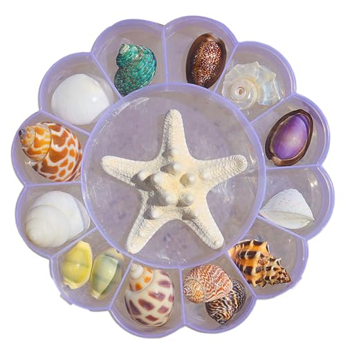 Natürliche Muschel Display Box Set Muscheln Klare Seesterne Schmuckfische Organisatoren Für Aquarien Und Küstendekorationskompartiment Tragbarer Display Hülle Natürliche Muschel Display Box Set Muscheln Klare Seesterne Schmuckfische Organisatoren Für Aquarien Und Küstendekorationskompartiment Tragbarer Display Hülle von FIRSTXIU