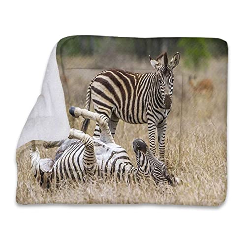 FJQWKLF Schwarz-weiße Haustier-Fleecedecke für Hunde und Katzen, Überwurf, Zebra-Rollmuster, Natur-Thema, weich, warm, Welpendecke, Überzug für Hunde, Katzenfell, zum Schlafen, Afrika FJQWKLF Schwarz-weiße Haustier-Fleecedecke für Hunde und Katzen, Überwurf, Zebra-Rollmuster, Natur-Thema, weich, warm, Welpendecke, Überzug für Hunde, Katzenfell, zum Schlafen, Afrika von FJQWKLF