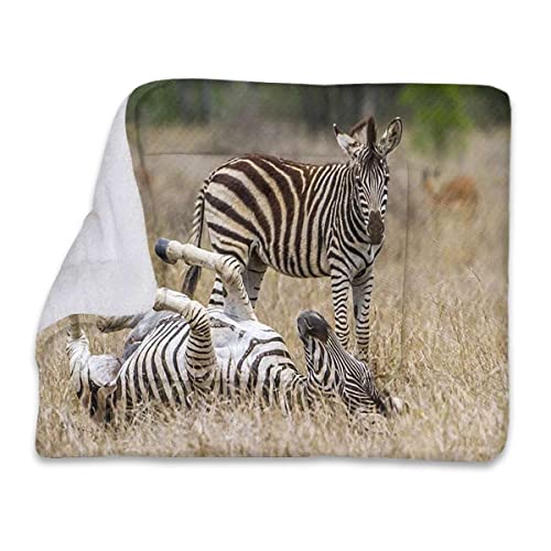 FJQWKLF Schwarz-weiße Haustier-Fleecedecke für Hunde und Katzen, Überwurf, Zebra-Rollmuster, Natur-Thema, weich, warm, Welpendecke, Überzug für Hunde, Katzenfell, zum Schlafen, Afrika von FJQWKLF