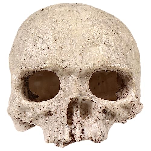 FRCOLOR 5st Totenkopfdekoration Aus Kunstharz Reptiliendekor Gefälschtes Skelettmodell Garnelen Versteck Aquarium- Aquarienschädeldekoration Kriechen Zubehör Für Aquarien FRCOLOR 5st Totenkopfdekoration Aus Kunstharz Reptiliendekor Gefälschtes Skelettmodell Garnelen Versteck Aquarium- Aquarienschädeldekoration Kriechen Zubehör Für Aquarien von FRCOLOR