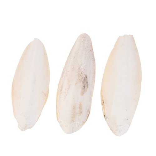 FRCOLOR 6 STK Cuttlebone Für Vogelsittiche Spielzeug Für Sittiche Tintenfischknochen Leckereien Für Sittiche Vogel Sepia Tierhalter Cuttlebone-beißspielzeug -ergänzung Snack FRCOLOR 6 STK Cuttlebone Für Vogelsittiche Spielzeug Für Sittiche Tintenfischknochen Leckereien Für Sittiche Vogel Sepia Tierhalter Cuttlebone-beißspielzeug -ergänzung Snack von FRCOLOR