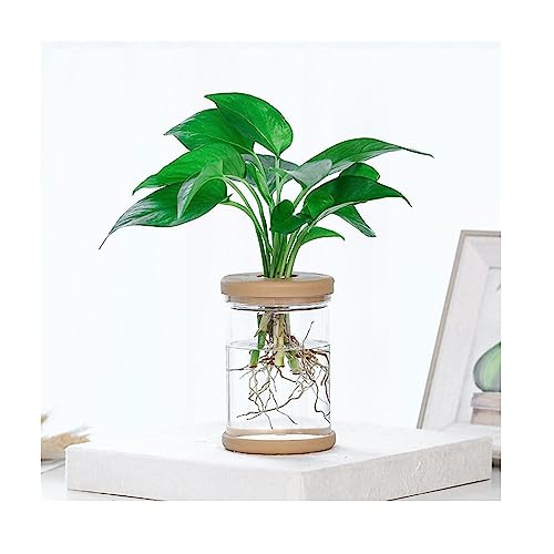 Zimmerpflanzen-Terrarium mit abnehmbaren Deckeln, Kunststoff-Blumentöpfe für Heimdekoration, transparente Vase für Dekoration, Tischplatte, Hydrokulturpflanzen, 1 Stück von FUBESK