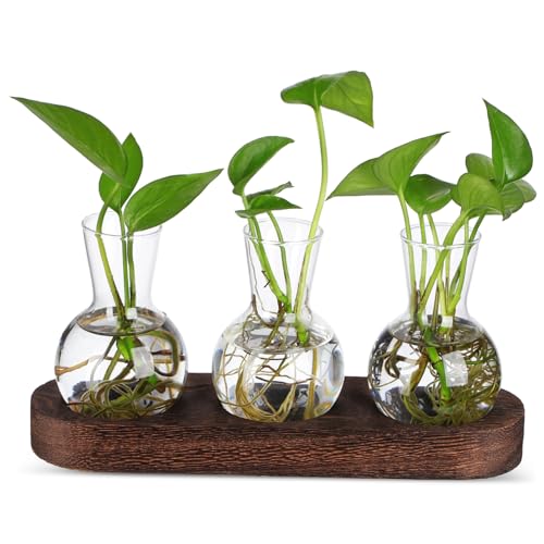 FUNOMOCYA 1 Set Propagation Station Tabletop Glasvase Hydroponische Pflanzen Behälter Wasser Ausbreitung Klarer Blütenvase Mit Holzbasis von FUNOMOCYA