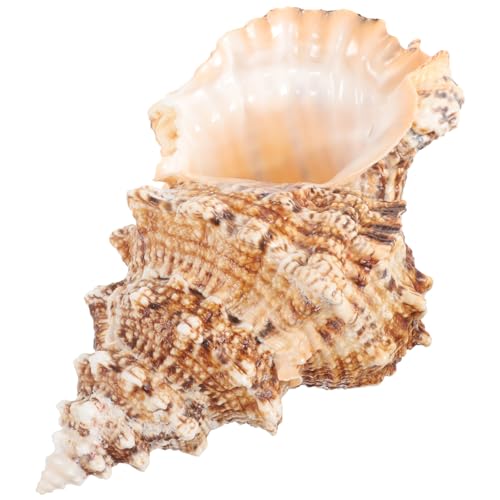 FUNOMOCYA Natürlicher Blumentopf Großen Meeresmuscheln Dekorativer Pflanzer für Sukkulenten für Tisch und Gartendekoration von FUNOMOCYA