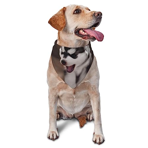 Niedliches Welpen-Baby-Hunde-Halstuch, niedlich, weich, waschbar, für den Sommer, verstellbar, Katzen-Halstuch, Lätzchen, Haustier, dreieckiges Taschentuch Niedliches Welpen-Baby-Hunde-Halstuch, niedlich, weich, waschbar, für den Sommer, verstellbar, Katzen-Halstuch, Lätzchen, Haustier, dreieckiges Taschentuch von FURLOU