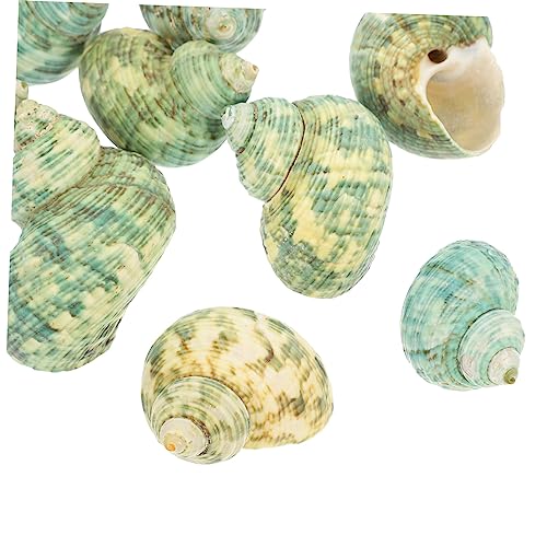 FUTUREORYY 10 Stück Teiliges Natürliche Conch für Aquarien Zubehör für Krabbenhäuser Luftdurchlässig und für Fischbecken und Aquarienlandschaften FUTUREORYY 10 Stück Teiliges Natürliche Conch für Aquarien Zubehör für Krabbenhäuser Luftdurchlässig und für Fischbecken und Aquarienlandschaften von FUTUREORYY