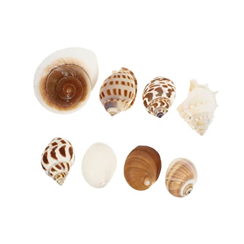 FUTUREORYY 8 Stück Teiliges Natürliche Dekorationen für Aquarien Stilvolle Umweltfreundliche Conch Schalen für Fischbehälter Teiche für Aquarienliebhaber FUTUREORYY 8 Stück Teiliges Natürliche Dekorationen für Aquarien Stilvolle Umweltfreundliche Conch Schalen für Fischbehälter Teiche für Aquarienliebhaber von FUTUREORYY