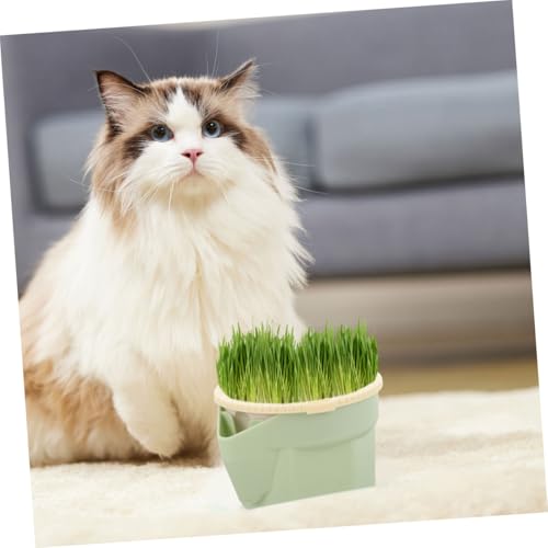 FUTUREORYY Hydroponischer Katzengras Topf aus Stabilem Leichtes Platzsparendes Katzengras anzuchtset frei von Erde für Indoor Katzen Praktische und Langlebige Katzenpflanzschale von FUTUREORYY