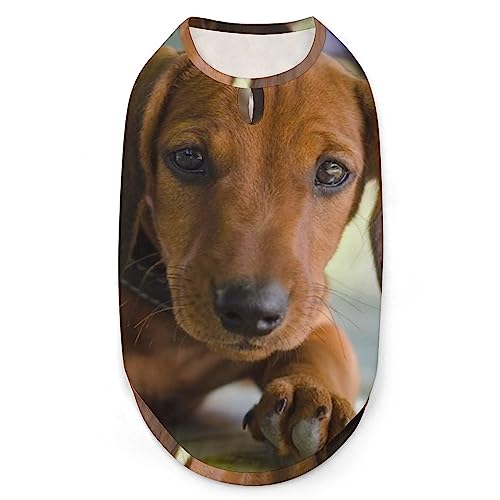 Niedliche braune Dackel-Hunde-Shirts, Bedruckte Kleidung für Haustiere, Sommer-T-Shirts, atmungsaktives Pullover-Tanktop für kleine Hunde und Katzen Niedliche braune Dackel-Hunde-Shirts, Bedruckte Kleidung für Haustiere, Sommer-T-Shirts, atmungsaktives Pullover-Tanktop für kleine Hunde und Katzen von FWJZDSP