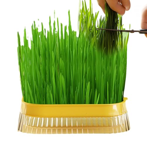 Hydroponischer Katzengras-Pflanzkasten, Katzengras-Pflanzkasten - Katzengrasbox für den Haushalt - Katzensnack, Katzen-Minze-Pflanz-Hydrokultur-Box, Katzengras-Topf, Hydrokultur-Katzengras-Box, Katzen Hydroponischer Katzengras-Pflanzkasten, Katzengras-Pflanzkasten - Katzengrasbox für den Haushalt - Katzensnack, Katzen-Minze-Pflanz-Hydrokultur-Box, Katzengras-Topf, Hydrokultur-Katzengras-Box, Katzen von Facynde