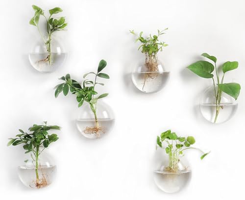 Glas-Terrarien zum Aufhängen an der Wand, Oblate, 6 Stück von Fashionstorm