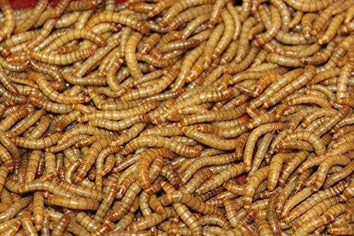 Mehlwürmer lebend 50 g Dose Aufzucht Vogelfutter von SAHAWA von SAHAWA