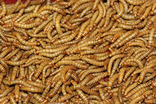 Mehlwürmer lebend 50 g Dose SAHAWA Aufzucht Vogelfutter von SAHAWA