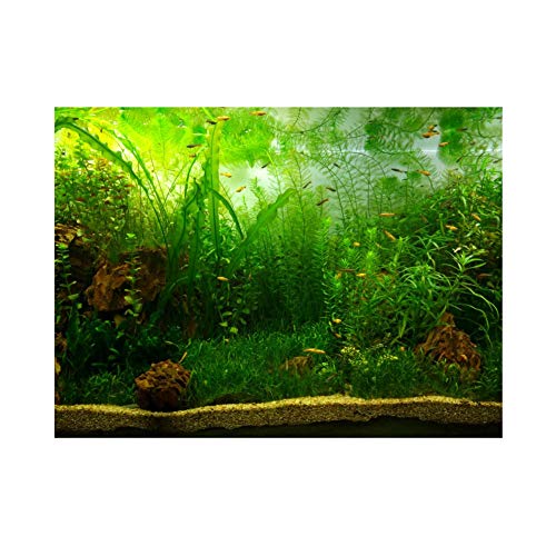 Fdit Hintergrund für Aquarium, PVC, Selbstklebend, grünes Wassergras, 122 * 50cm von Fdit