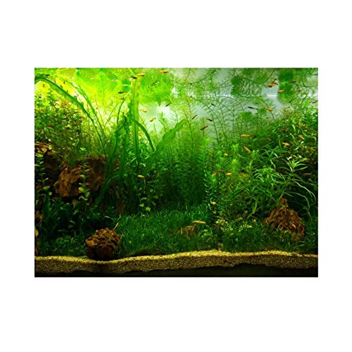 Fdit Hintergrund für Aquarium, PVC Selbstklebend Grünes Wassergras Aquarium Hintergrund Poster Aquarium PVC Klebstoff Grün Wasser Gras Dekoration Aquatic Style Like Real 61 * 41cm von Fdit