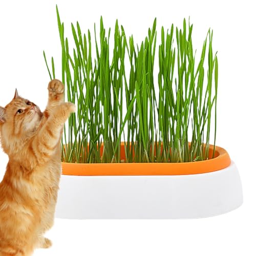 Fecfucy Katzengrasbehälter | Katzengraswanne - Katzengrasbox für drinnen oder draußen Katzen, Hunde und andere Haustiere, Sprossen-Tablett, Haustierzubehör von Fecfucy