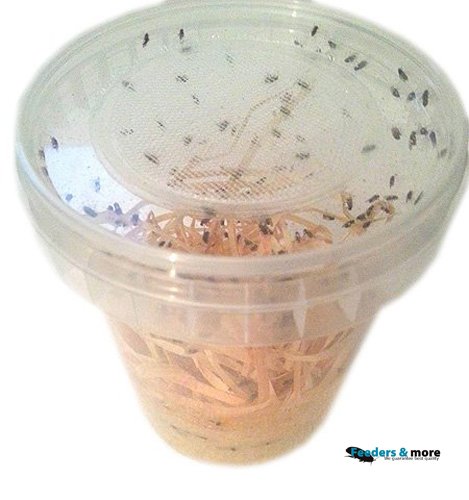 1 Dose Drosophila groß Fruchtfliegen Zuchtansatz 500ml praktisch verpackt, Futterinsekten Futtertiere 1L/6,98EUR von Feeders & more